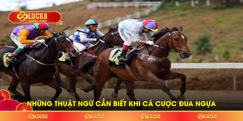 Những thuật ngữ cần biết khi cá cược đua ngựa Những thuật ngữ cần biết khi cá cược đua ngựa